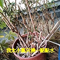 萬壽菊.mov_20230312_131003.711.jpg