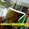 萬壽菊.mov_20230312_131052.679.jpg