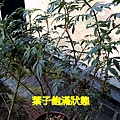 萬壽菊.mov_20230312_131027.126.jpg