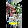 萬壽菊.mov_20230312_131133.303.jpg