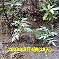 萬壽菊.mov_20230312_131201.390.jpg