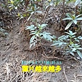 萬壽菊.mov_20230312_131220.439.jpg