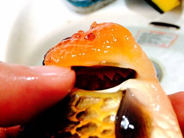 金魚鰓病的成因與症狀 Kevin的魔幻金魚部落格 痞客邦 金魚鰓病的成因與症狀 Kevin的魔幻金魚部落格 痞客邦