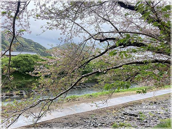 【日本｜伊豆半島】伊豆半島環島，犬走島、河津櫻、大室山、修善