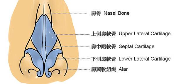 鼻部正面結構說明圖.jpg