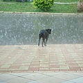 好可憐的狗 也受到這濫天氣的欺負!!