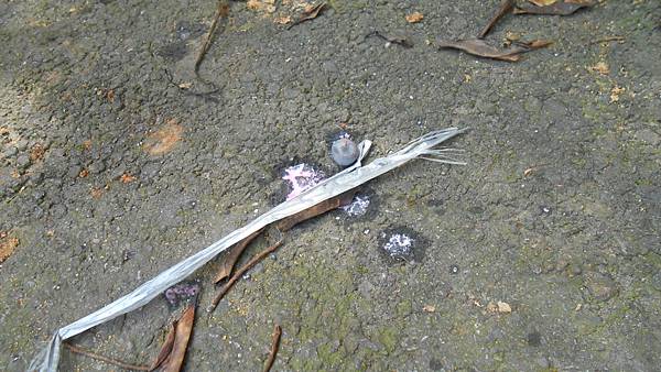 DSCN0807.JPG DSCN0807.JPG