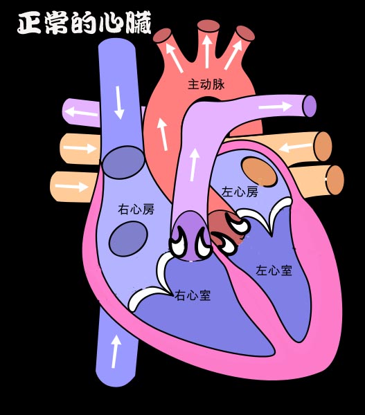 正常的心臟.jpg