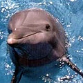 海豚1.jpg