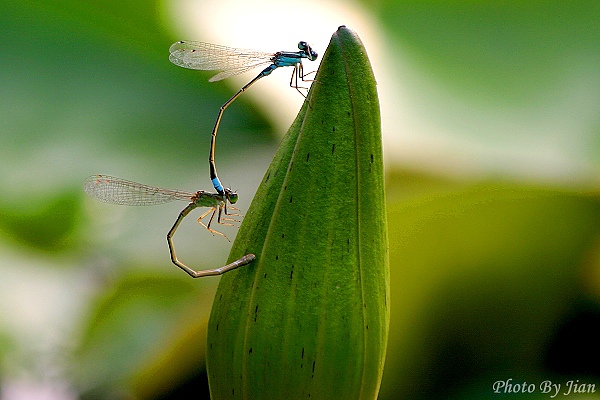 小惡魔老師的在地記實-石蓮園 