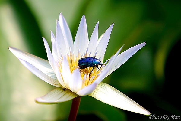 小惡魔老師的在地記實-石蓮園 