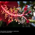 hibiscus01
