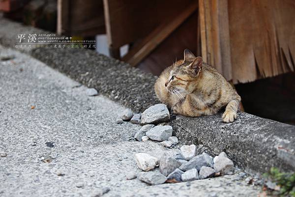 平溪線鐵道一日拍