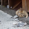 平溪線鐵道一日拍