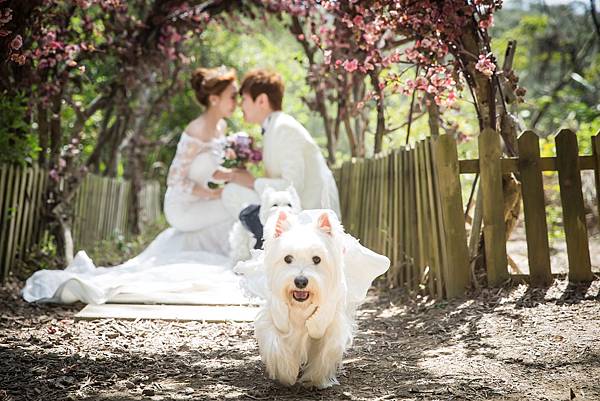 台南 婚紗攝影,婚紗攝影 台南,婚紗攝影推薦,婚紗攝影 推薦,台灣 婚紗攝影,台灣婚紗攝影,婚紗攝影 推薦,推薦 婚紗攝影,婚紗攝影台灣,台灣婚紗攝影,推薦 婚紗攝影