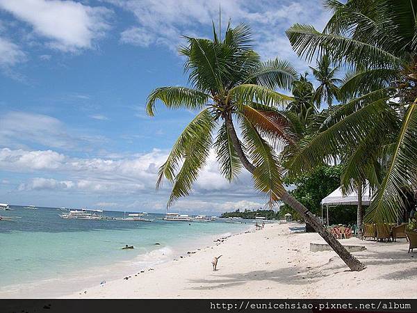 Alona_Beach_Palmtree.jpg