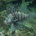 lion fish.JPG