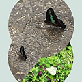 Butterflies.JPG