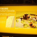 鴨母船割稻-蘭陽博物館
