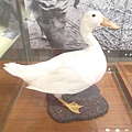 養鴨-蘭陽博物館