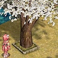 櫻花樹下.jpg
