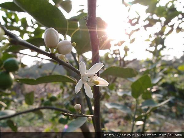 檸檬花