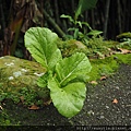 路邊野菜新鮮採(踩？！)