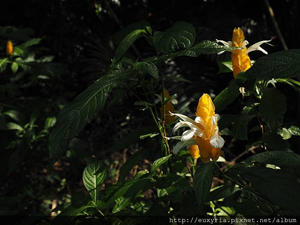 龍蝦花