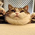 funny-fat-cat-Jabba-the-Hut