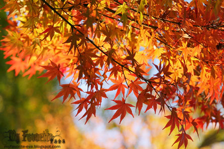 autumn-leaves_beiz.jp_S06415.jpg