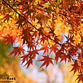 autumn-leaves_beiz.jp_S06415.jpg