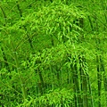 bamboo_beiz.jp_6.jpg