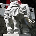 彰化八卦山之大象2.JPG