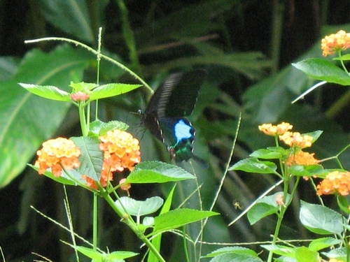 湘湘十個月 064.jpg