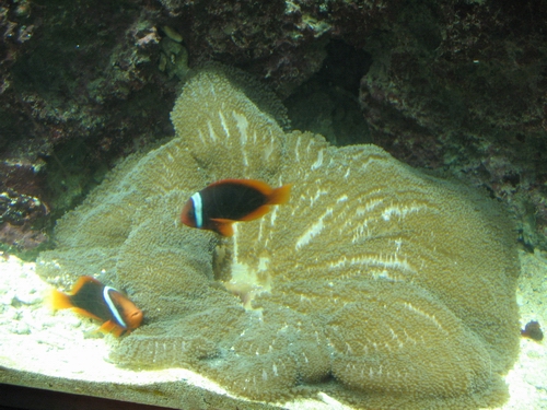 海葵與小丑魚