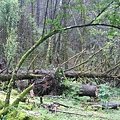 IMG_0807.jpg