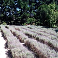 1206 Ashcombe Maze-Larvander.jpg