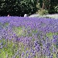 1206 Ashcombe Maze-Lavander 2.jpg