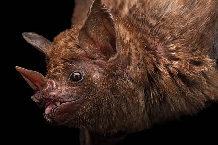 01-bats-blood-bolivia-nationalgeographic_1767076.adapt_.1190.1.jpg