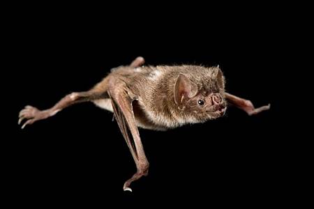 02-bats-blood-bolivia-nationalgeographic_1303920.adapt_.1190.1.jpg