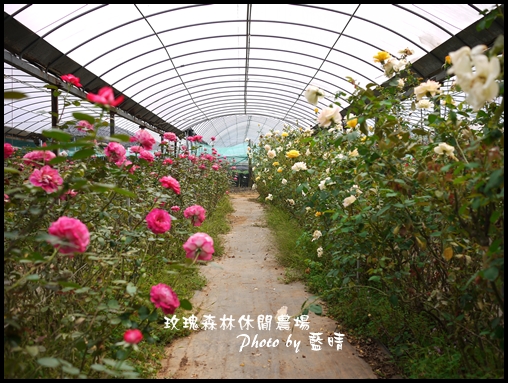 05-1玫瑰.jpg 05-1玫瑰.jpg