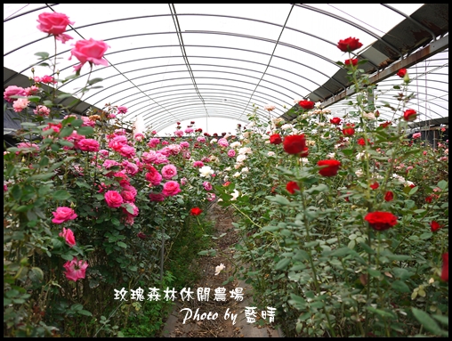 05-2玫瑰.jpg 05-2玫瑰.jpg