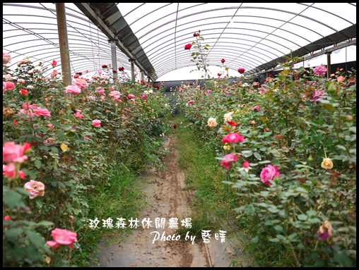05-3玫瑰.jpg 05-3玫瑰.jpg