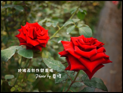 06-1玫瑰.jpg 06-1玫瑰.jpg