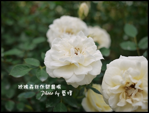 06-2玫瑰.jpg 06-2玫瑰.jpg