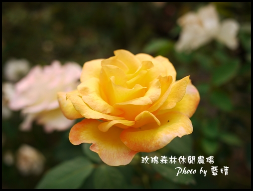 06-3玫瑰.jpg 06-3玫瑰.jpg