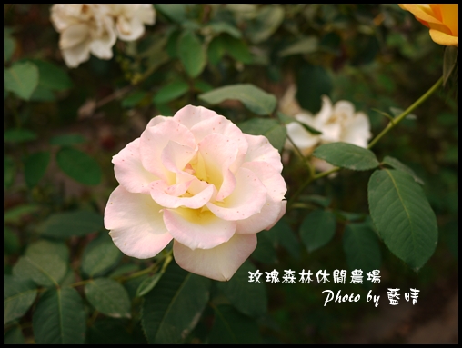 06-4玫瑰.jpg 06-4玫瑰.jpg