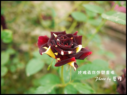 06-5玫瑰.jpg 06-5玫瑰.jpg