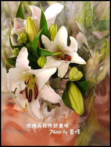 06-6玫瑰.jpg 06-6玫瑰.jpg