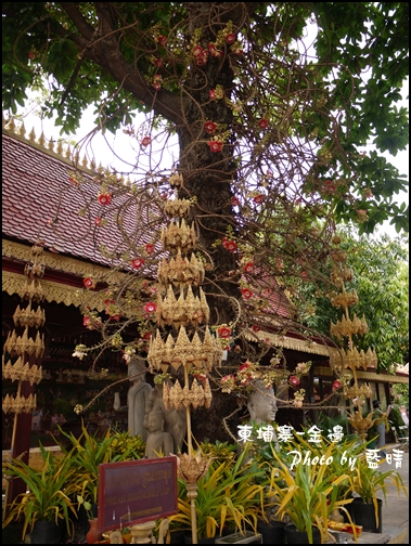 05-022-金邊皇宮-可以做藥的花.jpg 05-022-金邊皇宮-可以做藥的花.jpg